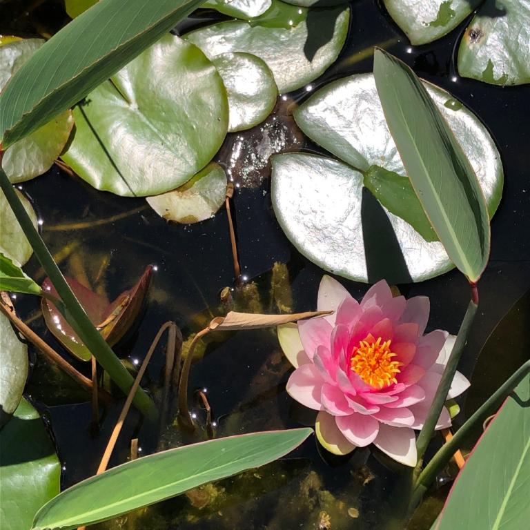 Photo numéro 3 de la galerie de Aurelie Merlin : Naturopathe à L'Arbresle. Prendre RDV